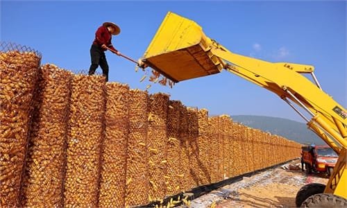 Fall harvest - Global Times