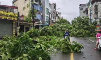 This photo shows trees toppled by typhoon in Vietnam
