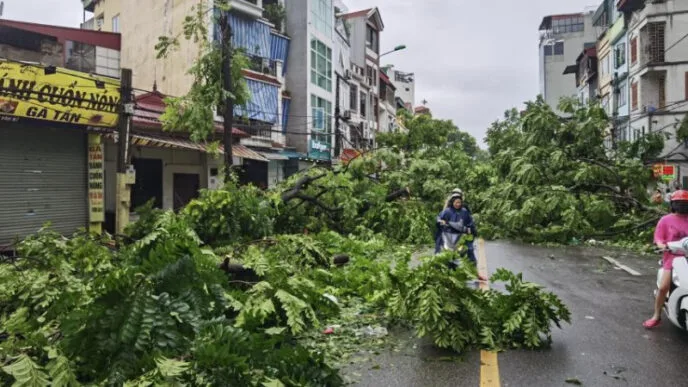 This photo shows trees toppled by typhoon in Vietnam