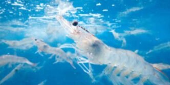 Japan's Nissui onshore shrimp farm on track to turn profit