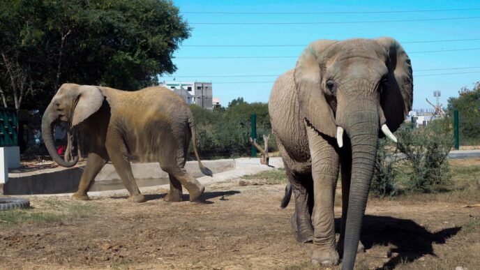 An elephant dies of apparent heart failure in Pakistan weeks after family reunion