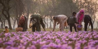 Kashmir's saffron growers struggle to rekindle 'red gold' glory days