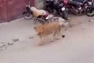 Lion breaks free and roams in streets