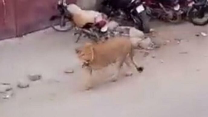 Lion breaks free and roams in streets