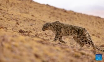 This photo taken on May 7, 2024 shows a released snow leopard at Changtang National Nature Reserve, southwest China