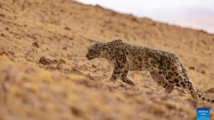 This photo taken on May 7, 2024 shows a released snow leopard at Changtang National Nature Reserve, southwest China