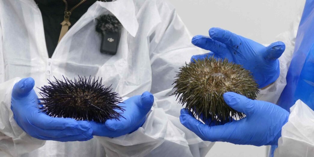 Japan aquaculture company sets up in Tasmania to raise sea urchins