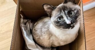 Bird flu infections have been mounting in cats