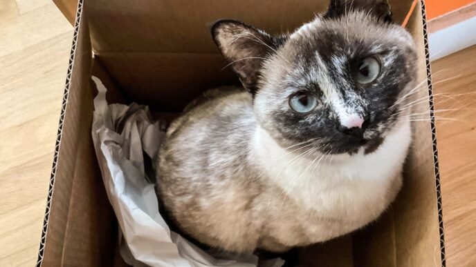 Bird flu infections have been mounting in cats