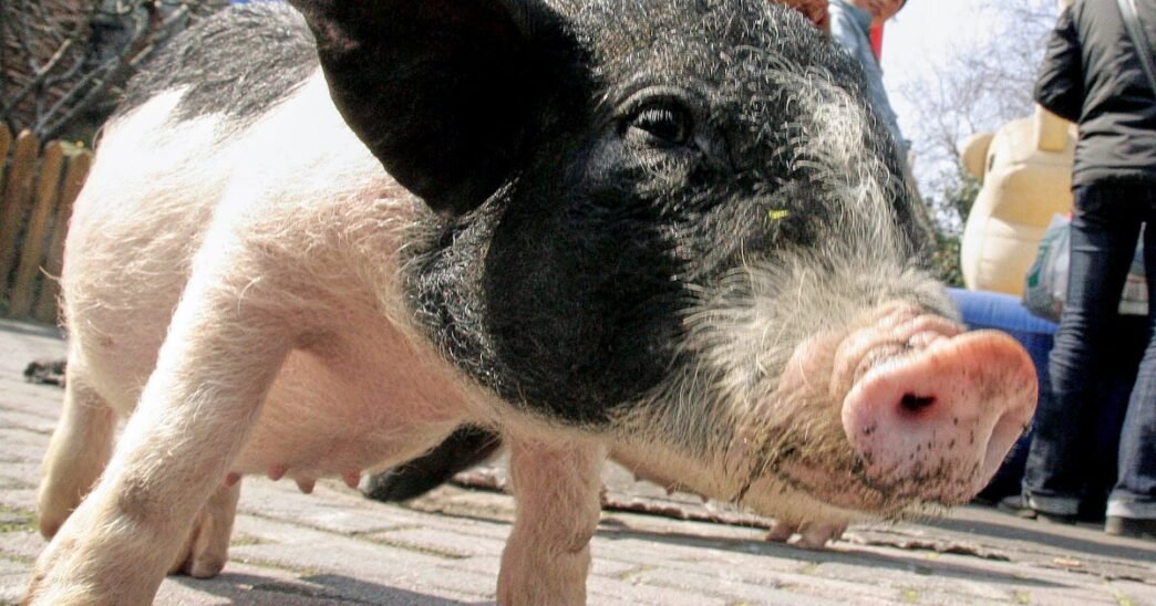 Chinese researchers report pig liver transplant in brain-dead patient