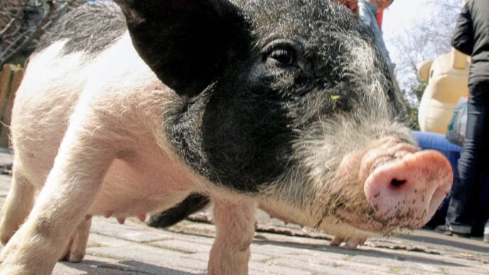 Chinese researchers report pig liver transplant in brain-dead patient