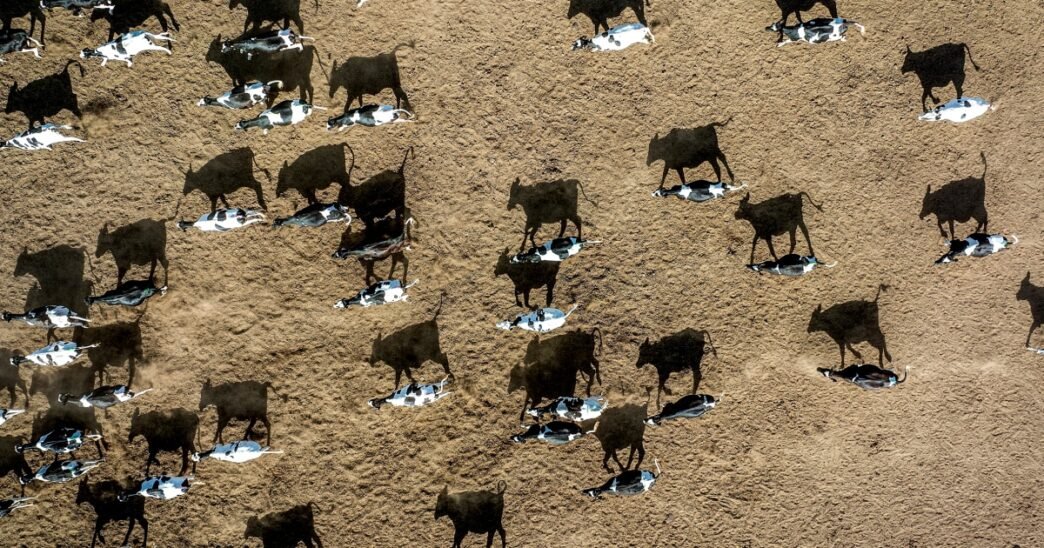 How milk is getting caught in the middle of Trump's policy agenda