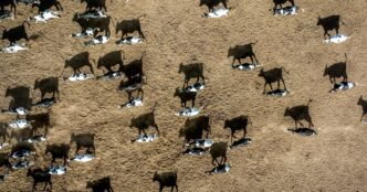 How milk is getting caught in the middle of Trump's policy agenda
