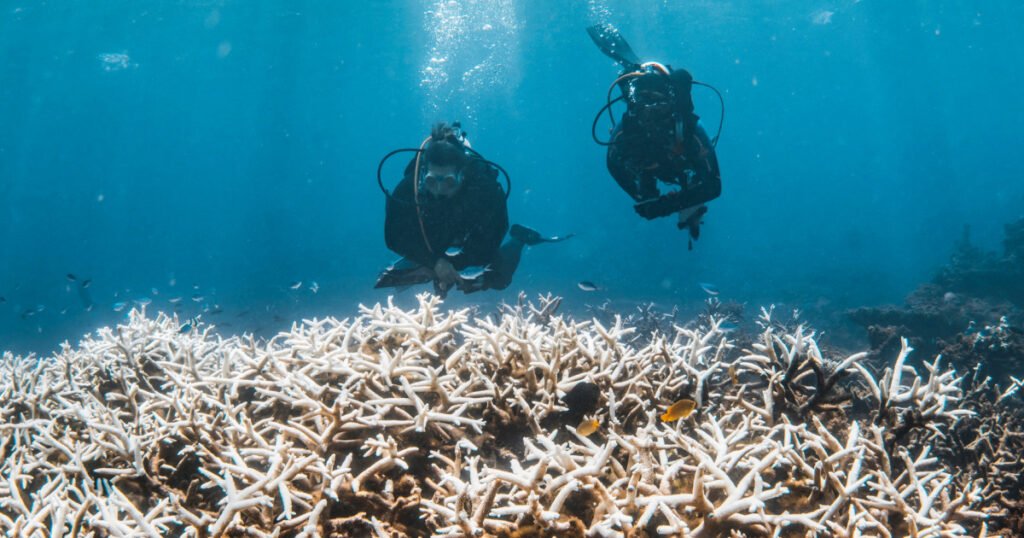 84% of the world’s coral reefs hit by worst bleaching event on record