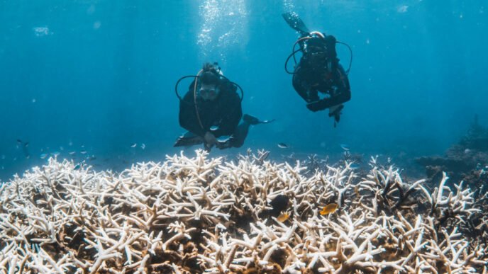 84% of the world’s coral reefs hit by worst bleaching event on record