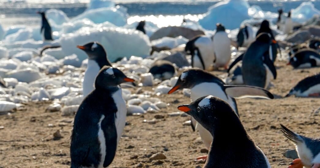 Amid federal research cuts, some Antarctic tourist cruises are sponsoring scientists