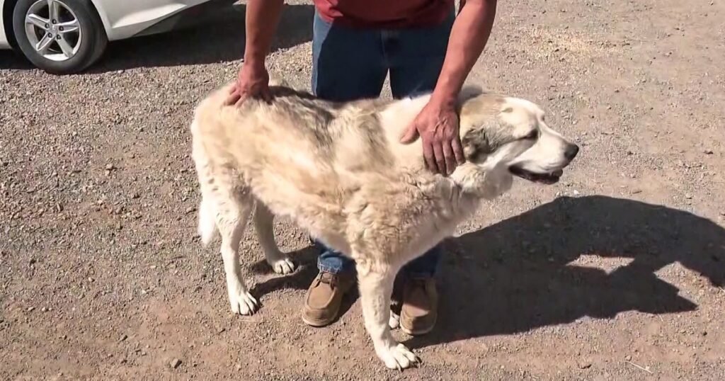 Buford, dog who rescued 2-year-old boy lost in Arizona wilderness, showered with gifts