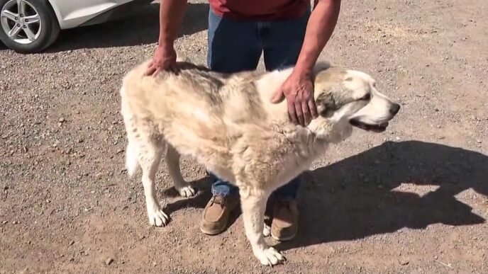 Buford, dog who rescued 2-year-old boy lost in Arizona wilderness, showered with gifts