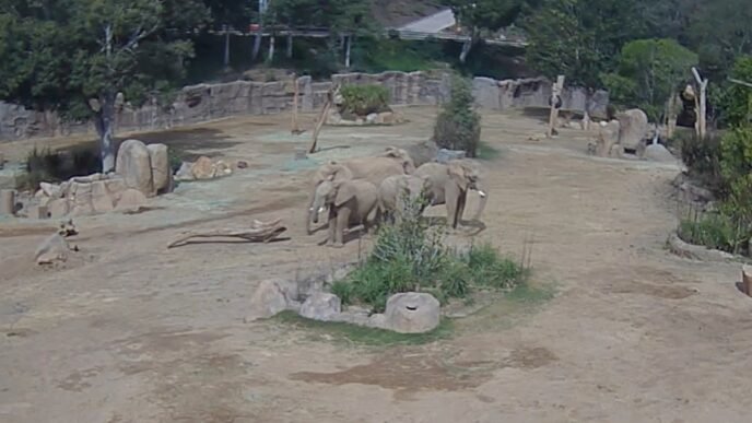 Elephants at San Diego safari park huddle to protect calves during earthquake