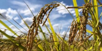 Japan weighs expanding U.S. rice imports as part of Trump tariff talks