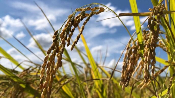 Japan weighs using rice imports card in Trump tariff talks