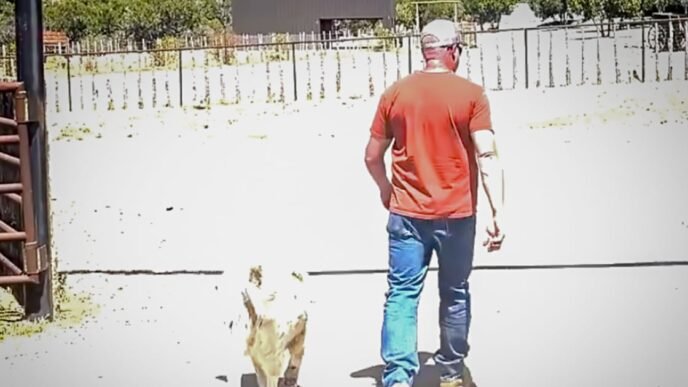 Missing toddler who walked 7 miles alone through Arizona wilderness led to safety by rancher's dog