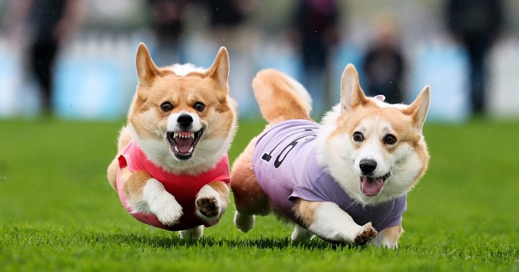 Queen Elizabeth II’s favorite dogs race for glory in Britain’s Corgi Derby