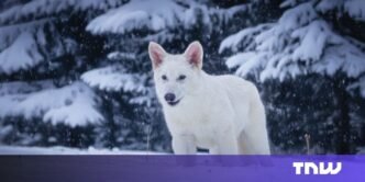 Return of the dire wolf? More like a Colossal case of conservation-washing