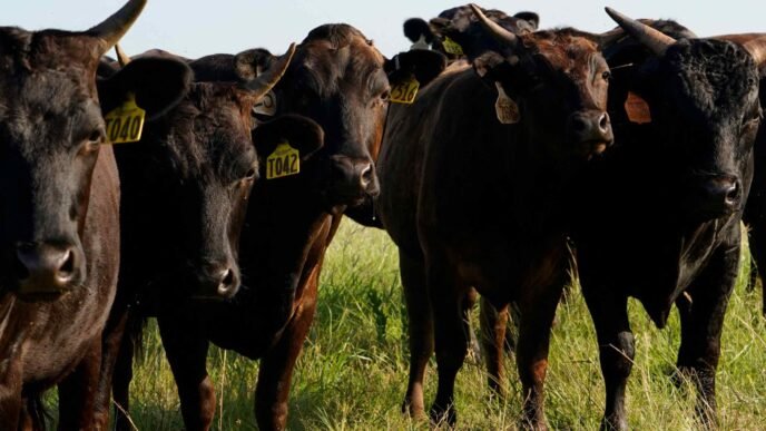 Tariff war pressures U.S. economy, from tech to beef