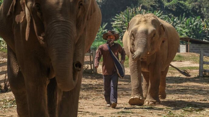 Thais rally around elephants as officials prepare for pandas