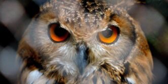 The age of doves and hawks is over. It's time for the owls