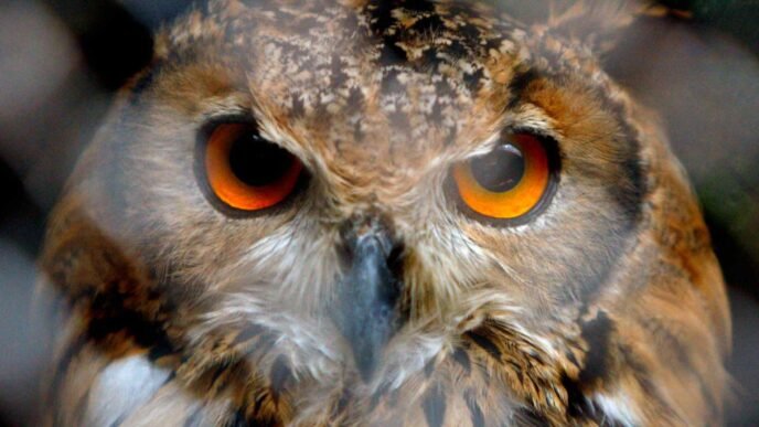 The age of doves and hawks is over. It's time for the owls