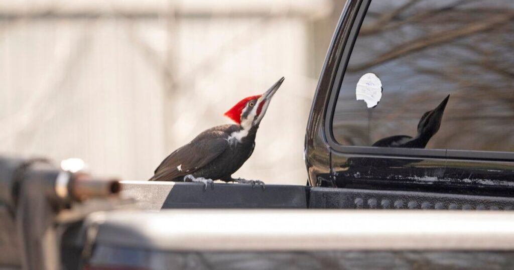 Woodpecker damages more than 20 vehicles in Massachusetts town