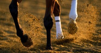 2025 Preakness Stakes guide: Date, location, time, TV channels, betting favorites and more
