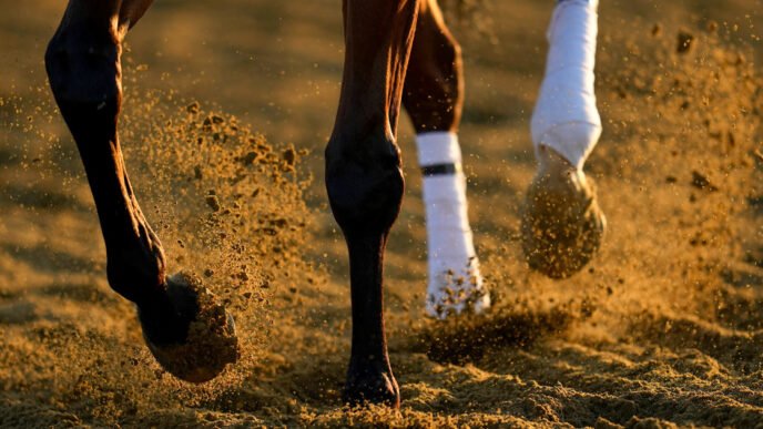 2025 Preakness Stakes guide: Date, location, time, TV channels, betting favorites and more