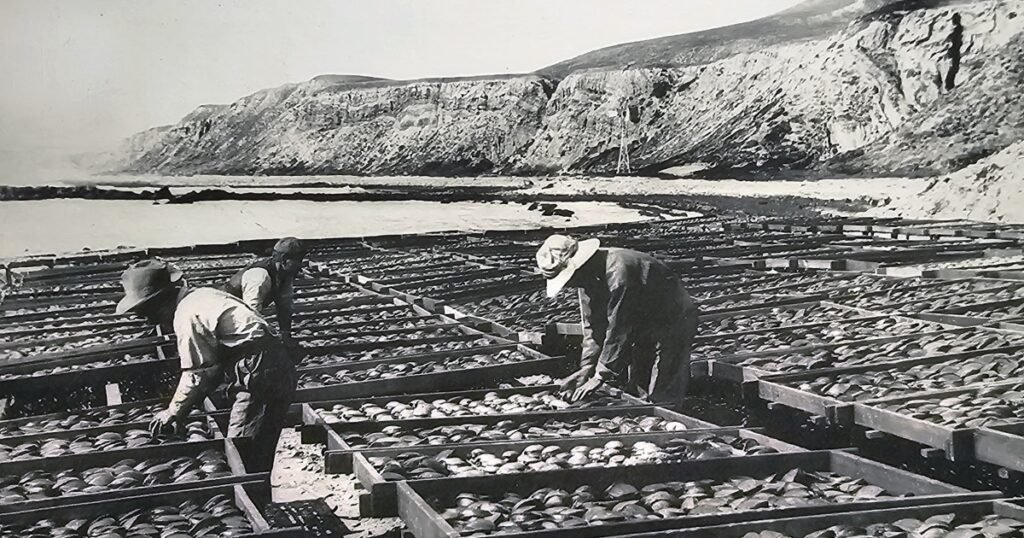 A Japanese village that helped develop California's fishing industry could become container storage