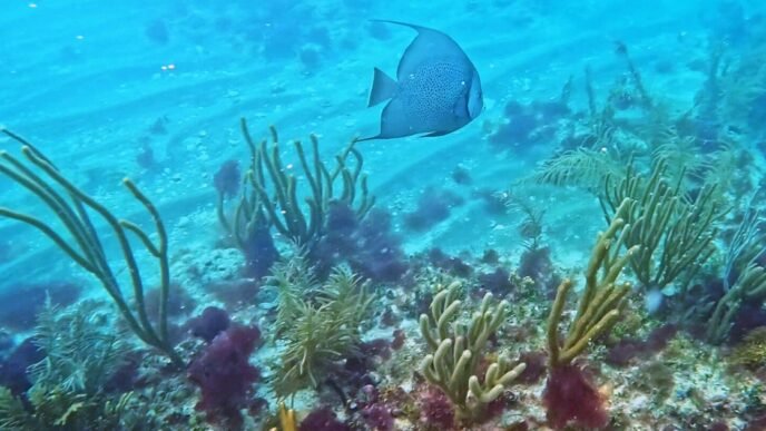 A new Miami Beach underwater art installation aims to help coral thrive