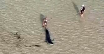 Australian locals rescue great white shark stranded in shallow water