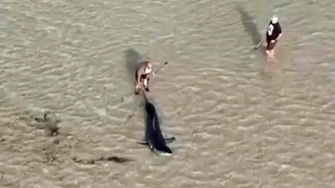 Australian locals rescue great white shark stranded in shallow water