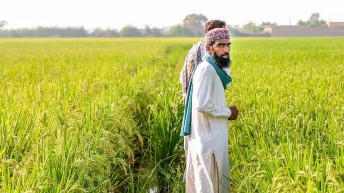 CM Punjab Maryam Nawaz approves wheat support subsidy for farmers