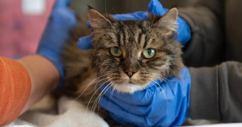 Cat survives nearly 400-foot fall at Utah national park that killed its 2 owners