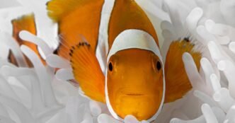Clownfish shrink their bodies to survive ocean heat waves