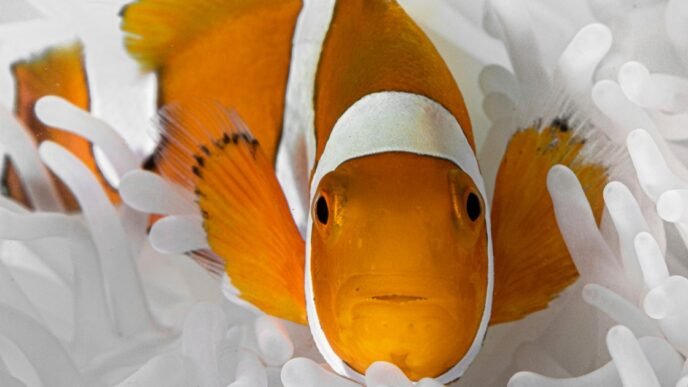 Clownfish shrink their bodies to survive ocean heat waves
