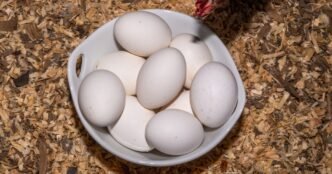 Eggs are less likely to crack when dropped on their side, according to science