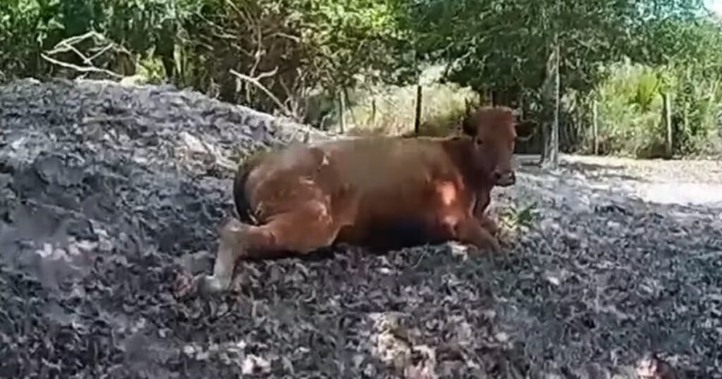 Florida man arrested for shooting neighbor's cow
