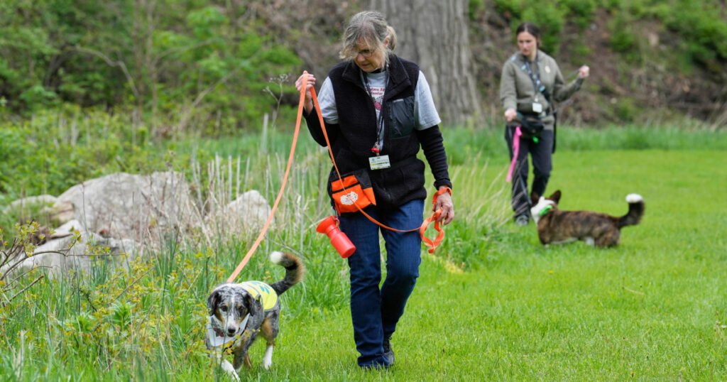 Four-legged investigators sniff out spotted lanternfly eggs