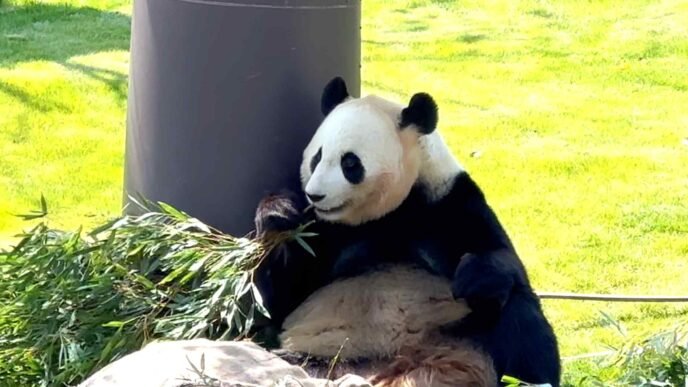 Giant pandas to leave Wakayama but memories of 'Big Daddy' will linger