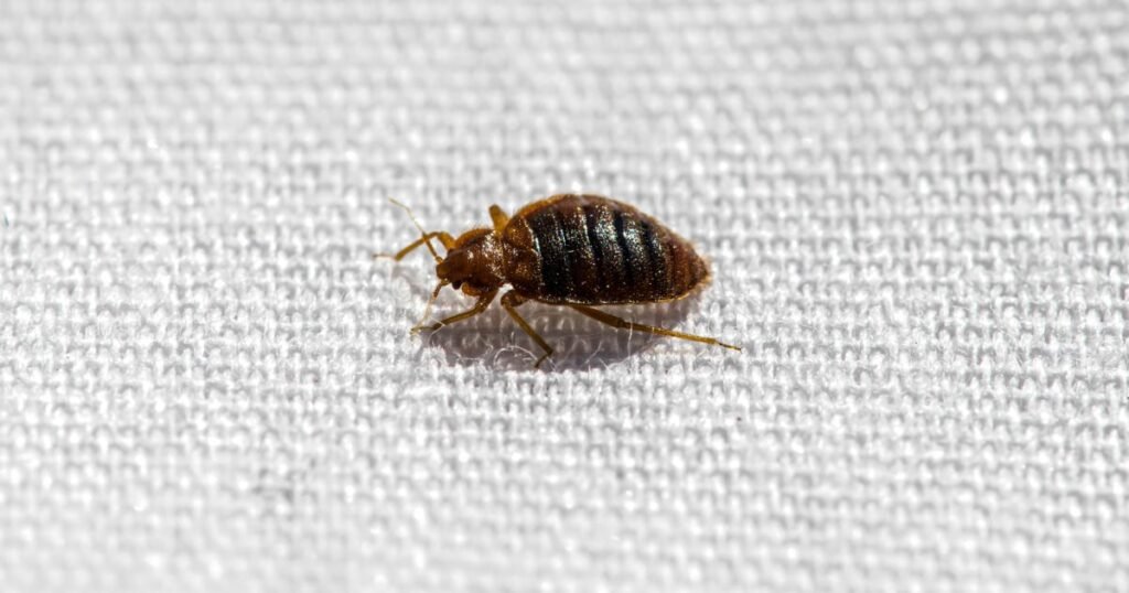 Humanity's 'first true urban pest' has been biting for 60,000 years, study shows
