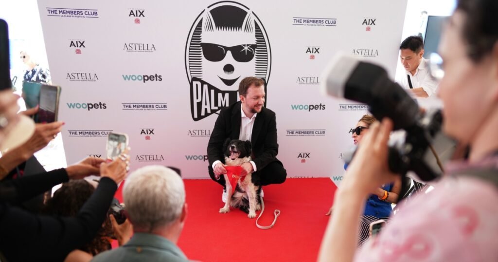 Icelandic sheepdog wins 'Palm Dog' in Cannes