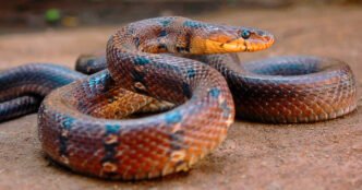 India probes reports of dead snake in school lunch poisoning kids